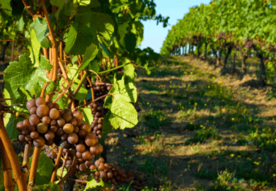 Best California Wine Vineyards & Wineries to Explore