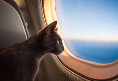 Traveling with Your Pet Things