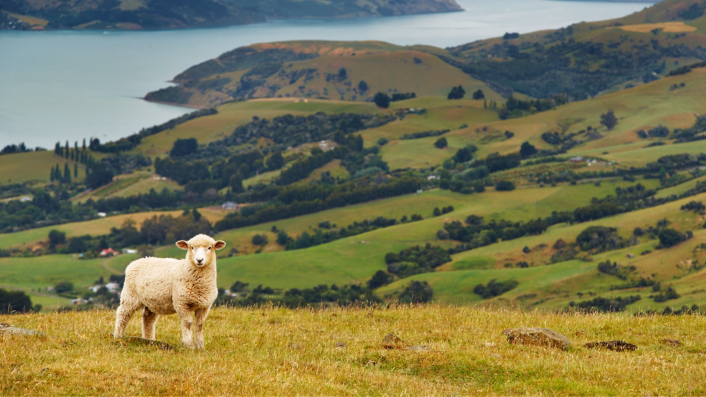 New Zealand
