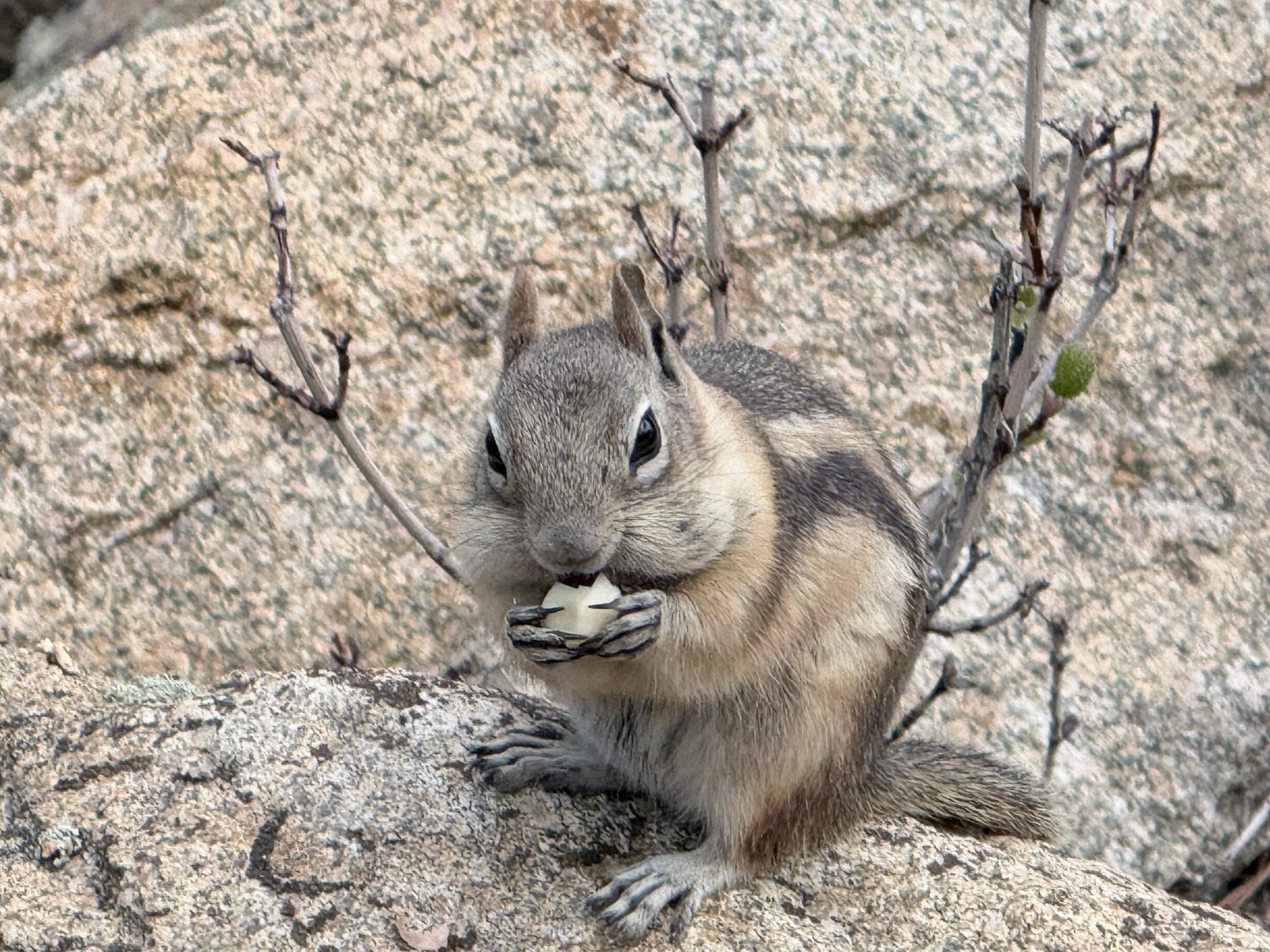 Wildlife Estes Park Colorado
