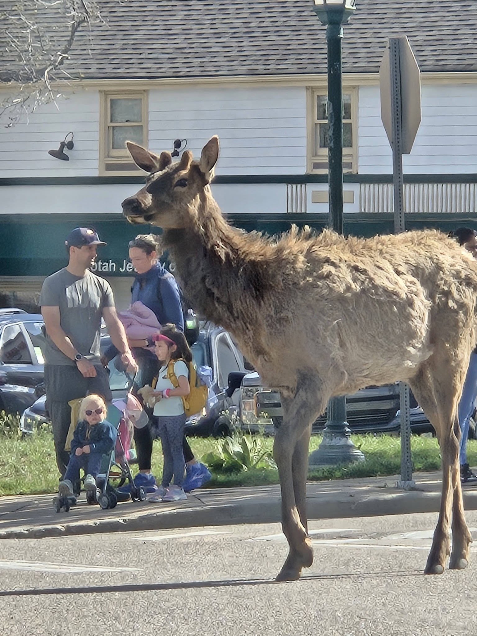Moose at Estes Park, Colorado