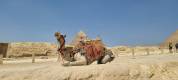Great Pyramid Egypt Camel